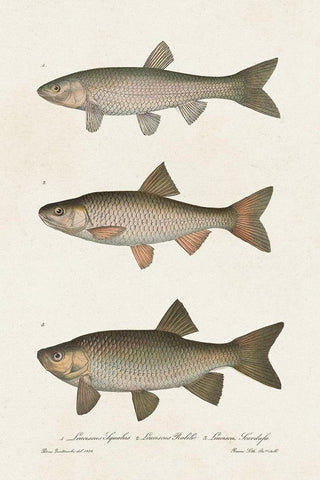 Species of Antique Fish IV White Modern Wood Framed Art Print with Double Matting by Unknown