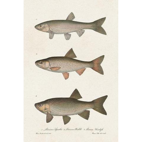 Species of Antique Fish IV Black Modern Wood Framed Art Print by Unknown