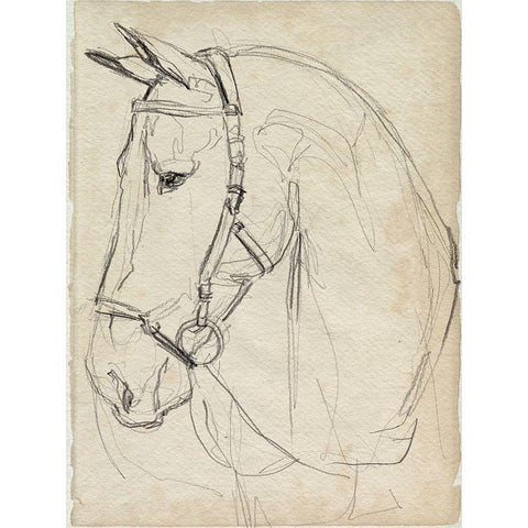 Horse in Bridle Sketch II White Modern Wood Framed Art Print by Parker, Jennifer Paxton