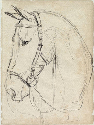 Horse in Bridle Sketch II White Modern Wood Framed Art Print with Double Matting by Parker, Jennifer Paxton