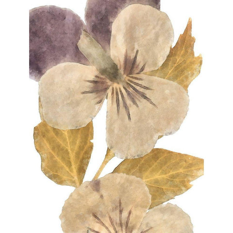 Neutral Pansy I Black Modern Wood Framed Art Print with Double Matting by Saunders, Alonzo