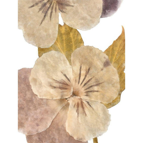 Neutral Pansy II Black Modern Wood Framed Art Print with Double Matting by Saunders, Alonzo