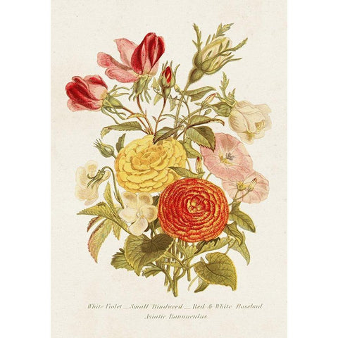 Antique Floral Bouquet I White Modern Wood Framed Art Print by Unknown