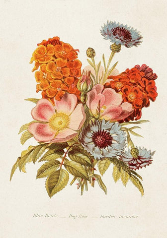 Antique Floral Bouquet II White Modern Wood Framed Art Print with Double Matting by Unknown