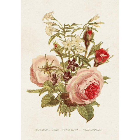 Antique Floral Bouquet III Black Modern Wood Framed Art Print with Double Matting by Unknown