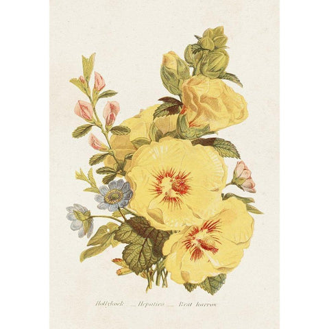 Antique Floral Bouquet VI Gold Ornate Wood Framed Art Print with Double Matting by Unknown