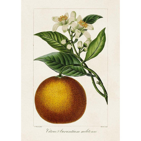 Antique Citrus Fruit I Gold Ornate Wood Framed Art Print with Double Matting by Bessa, Pancrace