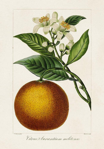 Antique Citrus Fruit I White Modern Wood Framed Art Print with Double Matting by Bessa, Pancrace