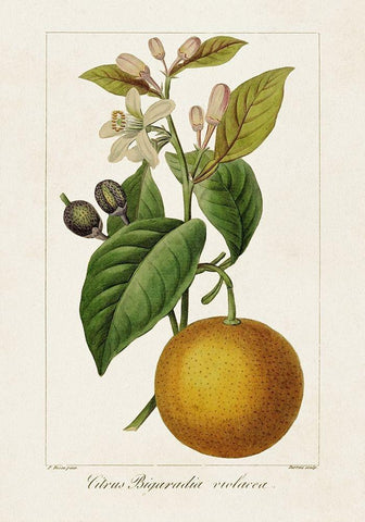 Antique Citrus Fruit II Black Ornate Wood Framed Art Print with Double Matting by Bessa, Pancrace