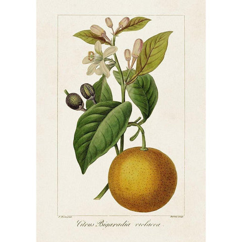 Antique Citrus Fruit II Black Modern Wood Framed Art Print with Double Matting by Bessa, Pancrace