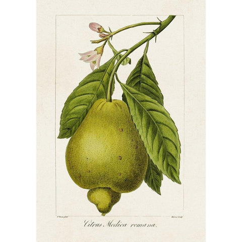 Antique Citrus Fruit III Black Modern Wood Framed Art Print with Double Matting by Bessa, Pancrace