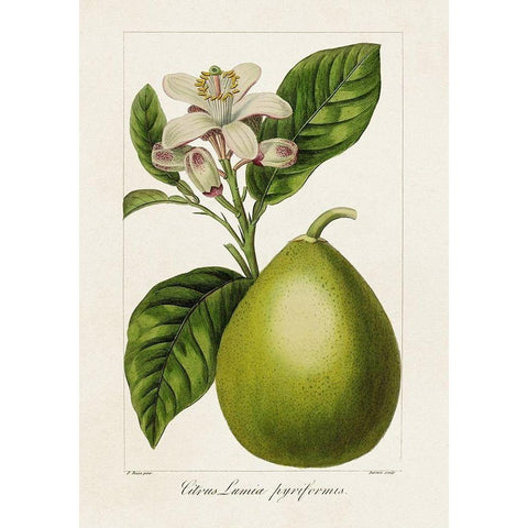 Antique Citrus Fruit IV White Modern Wood Framed Art Print by Bessa, Pancrace