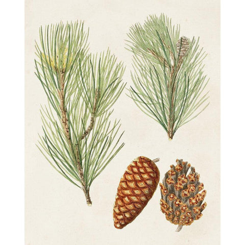 Antique Pine Cones I Black Modern Wood Framed Art Print with Double Matting by Unknown