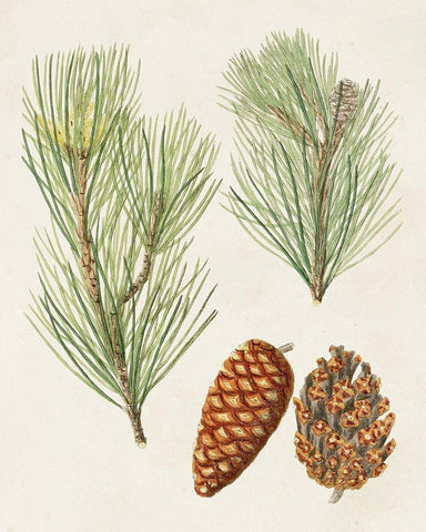 Antique Pine Cones I White Modern Wood Framed Art Print with Double Matting by Unknown