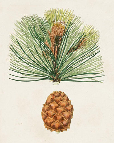 Antique Pine Cones II White Modern Wood Framed Art Print with Double Matting by Unknown