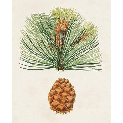 Antique Pine Cones II Gold Ornate Wood Framed Art Print with Double Matting by Unknown