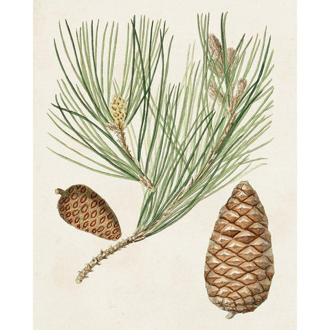 Antique Pine Cones III Black Modern Wood Framed Art Print with Double Matting by Unknown