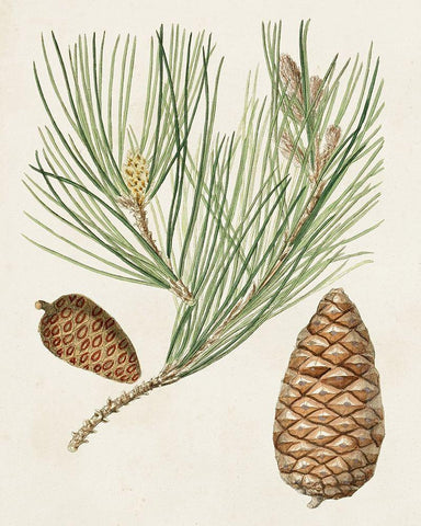 Antique Pine Cones III White Modern Wood Framed Art Print with Double Matting by Unknown