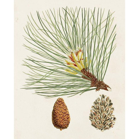 Antique Pine Cones IV Black Modern Wood Framed Art Print with Double Matting by Unknown