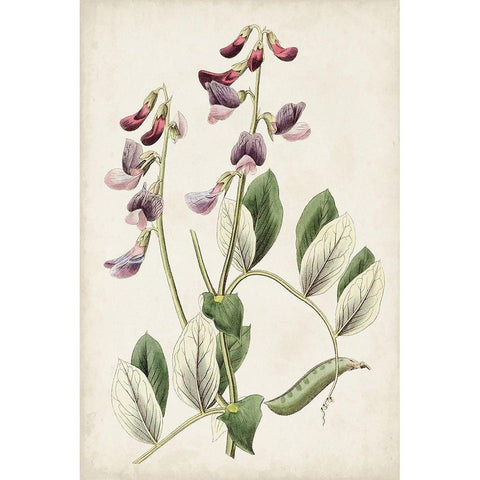 Antique Botanical Collection I Black Modern Wood Framed Art Print with Double Matting by Ridgeway