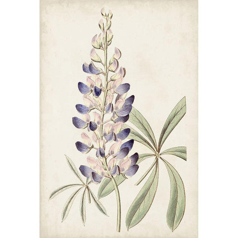 Antique Botanical Collection II Gold Ornate Wood Framed Art Print with Double Matting by Ridgeway