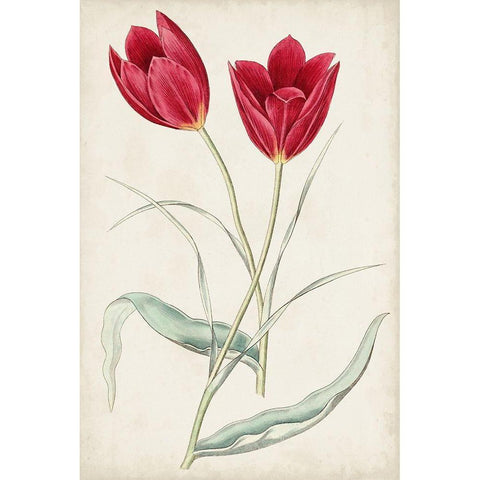 Antique Botanical Collection III White Modern Wood Framed Art Print by Ridgeway
