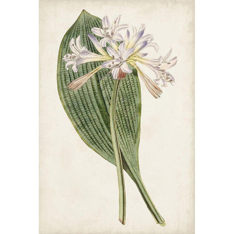 Antique Botanical Collection IV Gold Ornate Wood Framed Art Print with Double Matting by Ridgeway