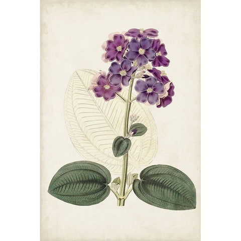 Antique Botanical Collection V Gold Ornate Wood Framed Art Print with Double Matting by Ridgeway