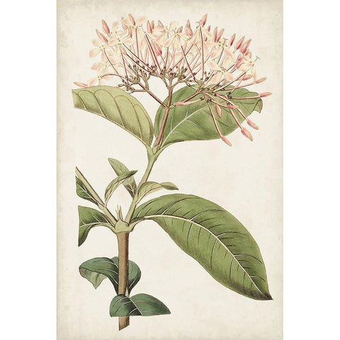 Antique Botanical Collection VI White Modern Wood Framed Art Print by Ridgeway