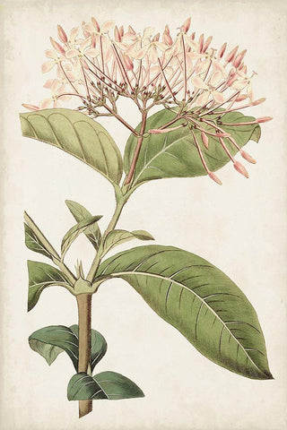 Antique Botanical Collection VI White Modern Wood Framed Art Print with Double Matting by Ridgeway