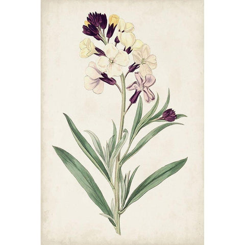 Antique Botanical Collection VII Black Modern Wood Framed Art Print with Double Matting by Ridgeway