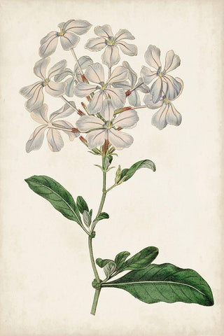 Antique Botanical Collection VIII White Modern Wood Framed Art Print with Double Matting by Ridgeway