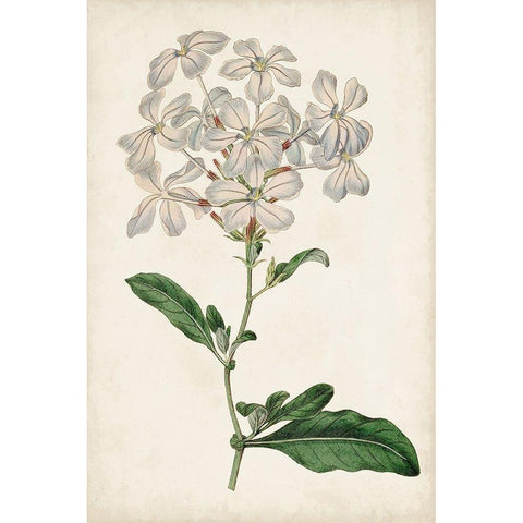 Antique Botanical Collection VIII Gold Ornate Wood Framed Art Print with Double Matting by Ridgeway