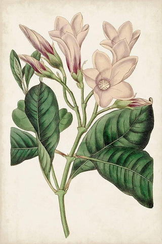 Antique Botanical Collection IX White Modern Wood Framed Art Print with Double Matting by Ridgeway