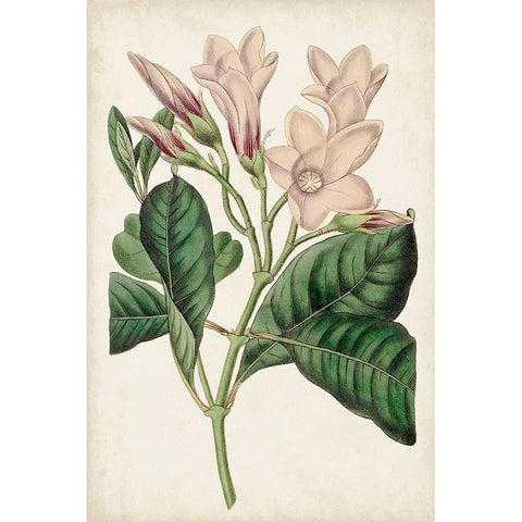 Antique Botanical Collection IX Black Modern Wood Framed Art Print with Double Matting by Ridgeway