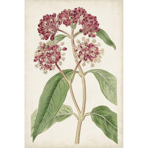 Antique Botanical Collection XI Black Modern Wood Framed Art Print with Double Matting by Ridgeway