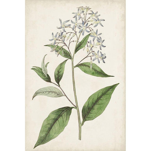 Antique Botanical Collection XII White Modern Wood Framed Art Print by Ridgeway
