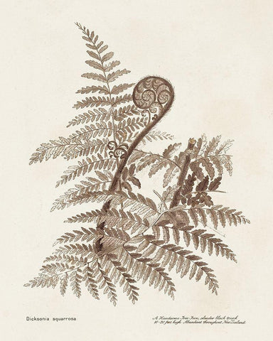 Sepia Fern Varieties I Black Ornate Wood Framed Art Print with Double Matting by Unknown