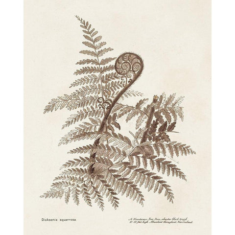 Sepia Fern Varieties I Black Modern Wood Framed Art Print by Unknown