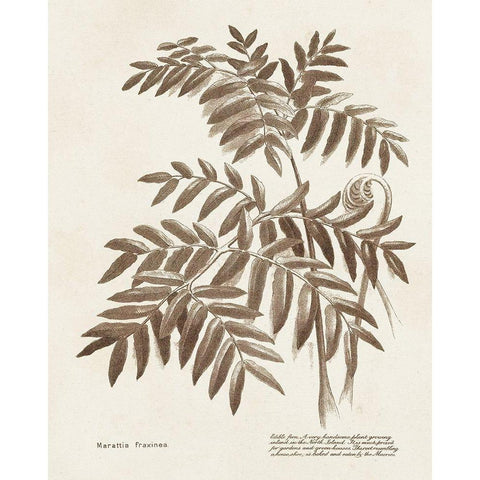 Sepia Fern Varieties II Black Modern Wood Framed Art Print with Double Matting by Unknown