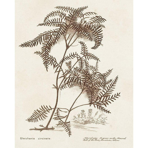 Sepia Fern Varieties III White Modern Wood Framed Art Print by Unknown