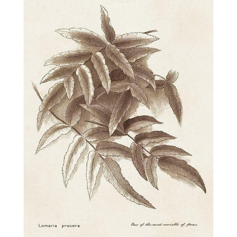 Sepia Fern Varieties IV Black Modern Wood Framed Art Print with Double Matting by Unknown