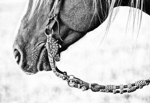 Equine Portrait II Black Ornate Wood Framed Art Print with Double Matting by PHBurchett