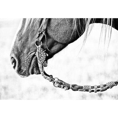 Equine Portrait II White Modern Wood Framed Art Print by PHBurchett