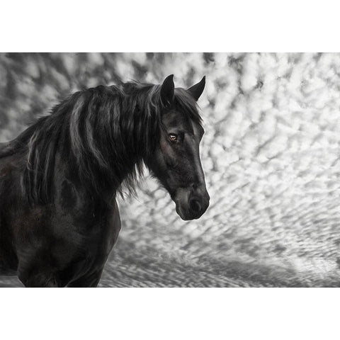 Equine Portrait III Black Modern Wood Framed Art Print by PHBurchett