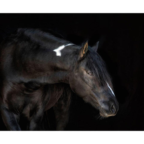 Equine Portrait IV Black Modern Wood Framed Art Print with Double Matting by PHBurchett