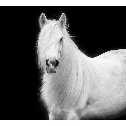Equine Portrait V Gold Ornate Wood Framed Art Print with Double Matting by PHBurchett