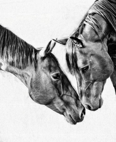 Equine Portrait VI Black Ornate Wood Framed Art Print with Double Matting by PHBurchett
