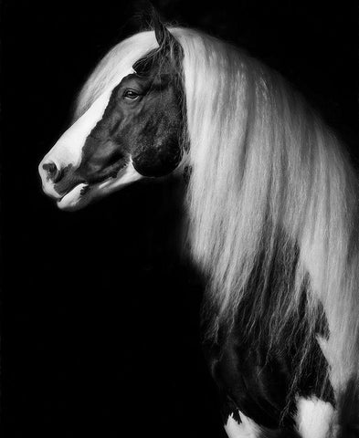 Equine Portrait VII White Modern Wood Framed Art Print with Double Matting by PHBurchett