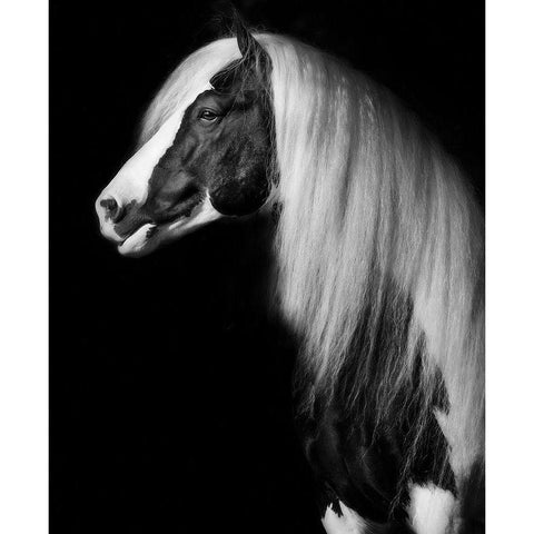 Equine Portrait VII Gold Ornate Wood Framed Art Print with Double Matting by PHBurchett